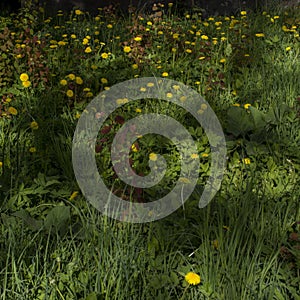 Yellow dandelion flowers on green grass as background