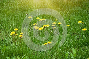 Yellow dandelion flowers on green grass background. Spring season
