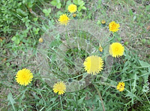 Yellow dandelion flowers on green lawn and grass in daytime