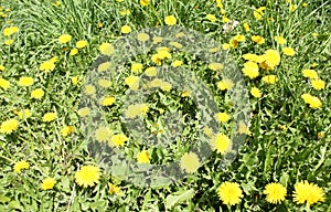 Yellow dandelion flowers on green lawn and grass in daytime