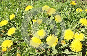 Yellow dandelion flowers on green lawn and grass in daytime