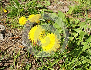 Yellow dandelion flowers on green lawn and grass in daytime