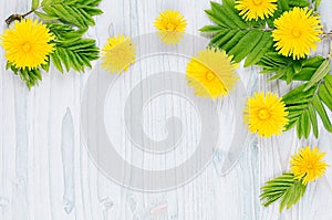 Yellow dandelion flowers and green leaves on light blue wooden board.