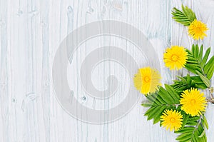 Yellow dandelion flowers and green leaves on light blue wooden board. Copy space, top view.