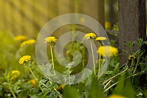 Yellow dandelion flowers growing near the fence illuminate the rays of the sun