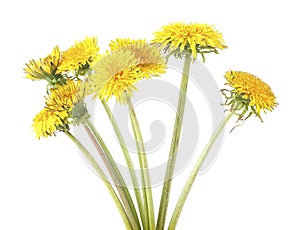 Yellow dandelion flowers isolated on white background. Dandelion bouquet