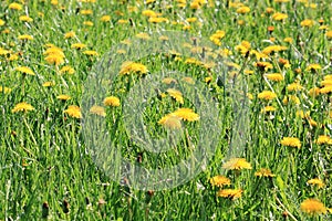 Yellow dandelion flowers with leaves in green grass