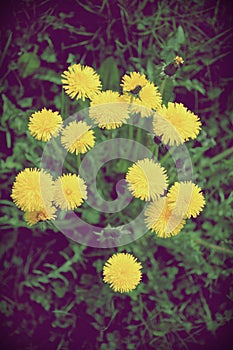 Yellow dandelion flowers with leaves in green grass, spring summer background with photo flters