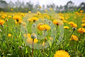 Yellow dandelion flowers in the meadow on green grass background