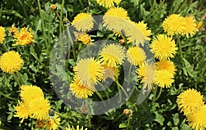 Yellow dandelion flowers in the meadown