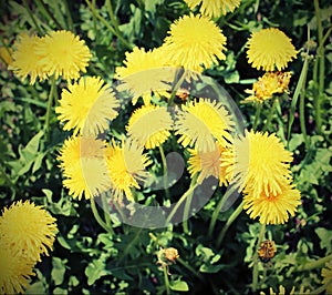 Yellow dandelion flowers in the meadown with vintage effect