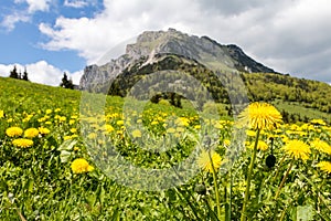 Yellow dandelion flowers on mountain spring meadow