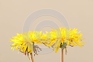 Yellow dandelion flowers in soft mood