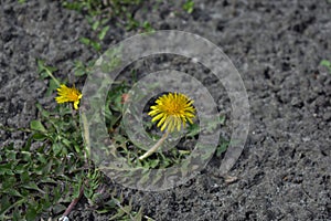 Yellow dandelion flowers in sunny April day