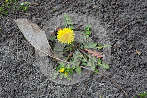 Yellow dandelion flowers in sunny April day