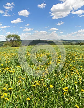 Yellow dandelion flowers sway in the breeze in fields with hills in distance and blue sky above