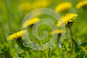 Yellow dandelion flowers Taraxacum officinale. Dandelions field background on spring sunny day. Blooming dandelion.