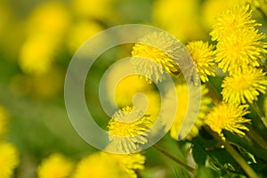 Yellow dandelion flowers Taraxacum officinale. Dandelions field background on spring sunny day. Blooming dandelion.