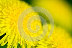 Yellow dandelion flowers Taraxacum officinale. Dandelions field background on spring sunny day. Blooming dandelion.