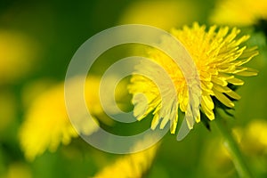 Yellow dandelion flowers Taraxacum officinale. Dandelions field background on spring sunny day. Blooming dandelion.