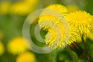 Yellow dandelion flowers Taraxacum officinale. Dandelions field background on spring sunny day. Blooming dandelion.