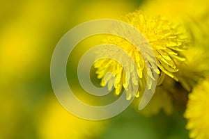 Yellow dandelion flowers Taraxacum officinale. Dandelions field background on spring sunny day. Blooming dandelion.