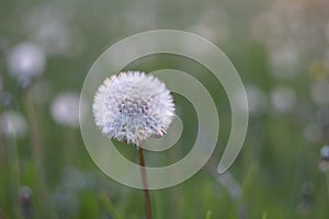 Yellow dandelion flowers Taraxacum officinale. Dandelions field background on spring sunny day. Blooming dandelion. plant Taraxa