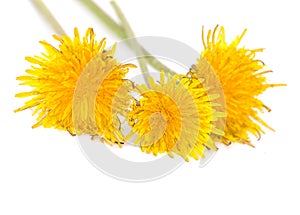 Yellow dandelion flowers on a white background