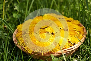 Yellow dandelion flowers in a wicker basket in green grass outdoors in spring