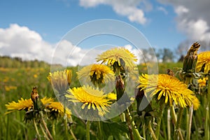 Yellow dandelion flowers on the wield