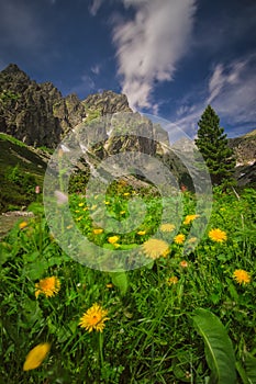 Yellow dandelion flowers in the wind in Mala Studena Dolina valley in High Tatras