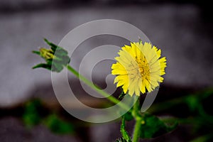 Yellow dandelion in the garden