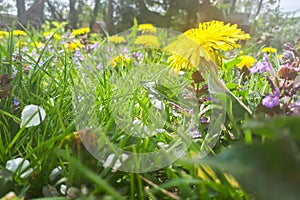 Yellow dandelion in the grass
