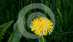 Yellow dandelion on a green grass background in a field