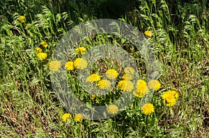 Yellow dandelion and green grass on the meadow