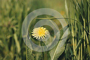 Yellow dandelion in green grass. Spring meadow, selective focus