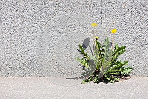 Yellow dandelion growing between sidewalk and stone wall