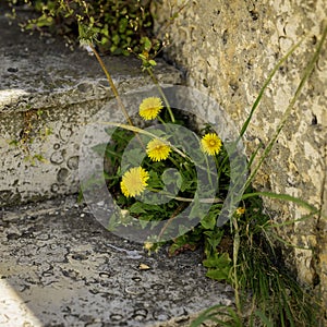 Yellow dandelion grows from the cracks of a concrete wall on stairs. Life concept