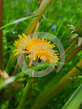 Yellow dandelion grows among green grass in a spring field. Green grass around a yellow flower