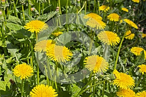 Yellow dandelion heads in green grass. Flowering dandelions. Background Wallpaper