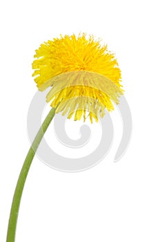 Yellow dandelion isolated on a white