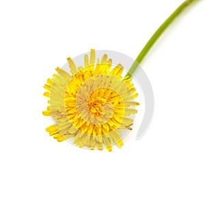 Yellow dandelion isolated on a white