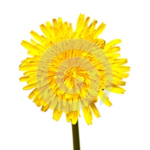 Yellow dandelion isolated on a white