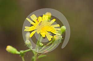 Yellow dandelion-like flowers, yellow wild flower with insect on it