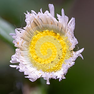 Yellow Dandelion with lots of white petals folded in facing the viewer