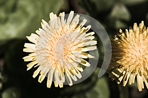 Yellow dandelion macro on blurred green background