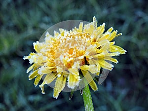 Yellow  dandelion in meadow, Lithuania