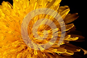 Yellow dandelion in natural environment