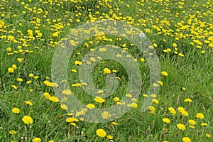 Yellow dandelion spring flowers in bloom on a meadow