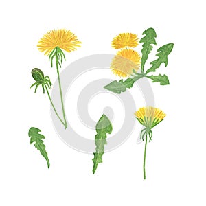 Yellow dandelion spring flowers set watercolor illustration, blooming flower with green leaves on the white background, wild